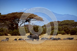 Buffaloes on the background of Kilimanjaro