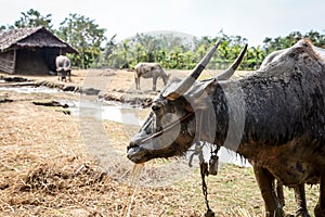 Buffaloes close up