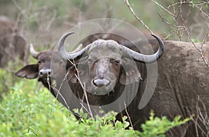 Buffaloes curiously looking
