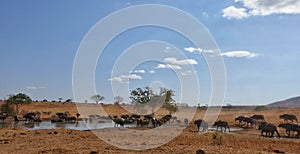 Buffaloes drinking at pool Tsavo West NP Kenya Africa