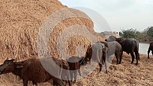 Buffaloes eating hay waterbuffaloes eating rice straw Sindhi Kundhi banni buffles deau bufalo deagua, bufalo marinho video