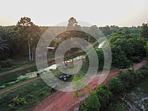 Buffaloes going home