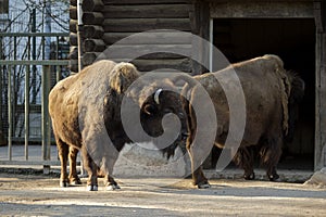 Buffaloes going home