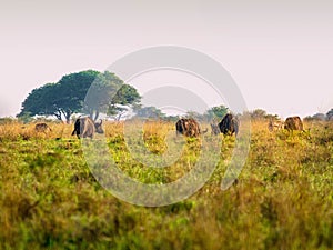 Buffaloes grassing on African savanna, Kenya