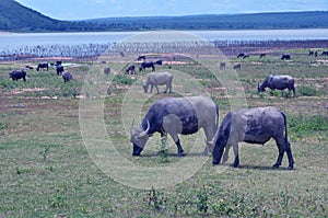 Buffaloes graze short green grass on ground near lake in dry season