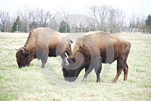 Buffaloes Grazing In A Field