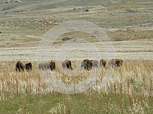 Buffaloes Grazing on a Plain