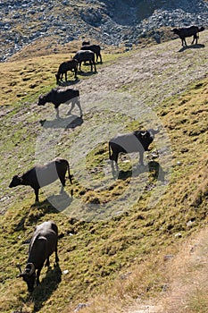 Buffaloes grazing on steep slope