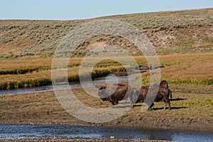 Buffaloes in the Hayden Valley of Yellowstone