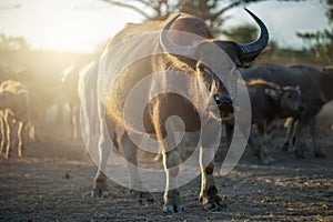 Buffaloes herd in Thailand.