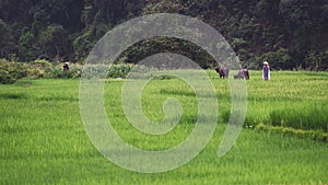 Buffaloes and herder in rice field