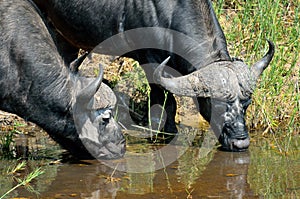 Buffaloes in the Kruger National Park, South Africa