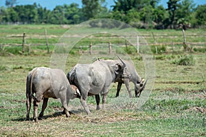 The buffaloes life in the field in Northern Thailand