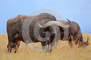 Buffaloes at the masai mara