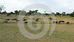 Buffaloes in the national park.Sri Lanka.