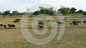Buffaloes in the national park.Sri Lanka.