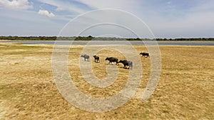 Buffaloes in the national park. Sri Lanka.