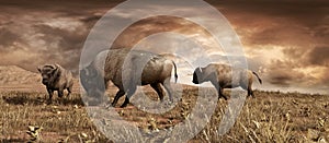 Buffaloes on the prairie