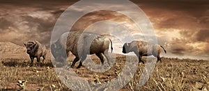 Buffaloes on the prairie photo