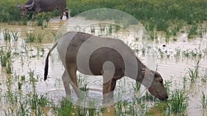 Buffaloes in the river