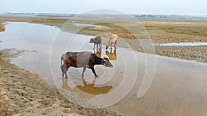 buffaloes in river lake punjab pakistan