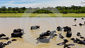 Buffaloes in the river. Sri Lanka.