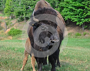 Buffaloes Roaming in a Field