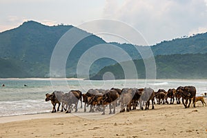 The Buffaloes at Selong Belanak Beach photo