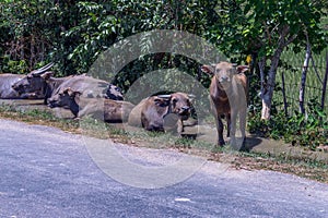 The buffaloes in Southeast Asia are kept for agricultural labor, such as plowing