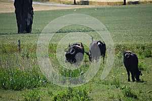 Buffaloes in the Swampland