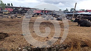 BUFFALOES IN THE TRADITIONAL BUFFALO MARKET