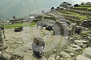 Buffaloes in the village.Trekking to Annapurna Base Camp