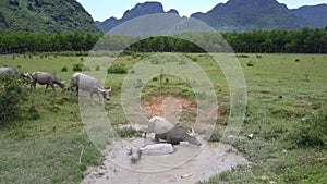 Buffaloes walk and lie into puddle on pasture upper view