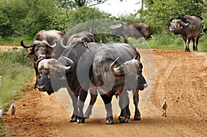 Buffaloes on the way