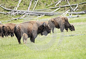 Buffaloes in Yellowstone