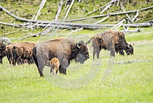 Buffaloes in Yellowstone