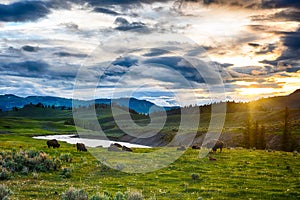 Buffaloes in Yellowstone national park in USA photo