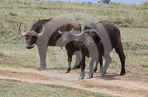 Buffalos in Africa