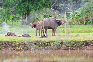 buffalos: animals, mammals, pets, because farmers feed cattle as