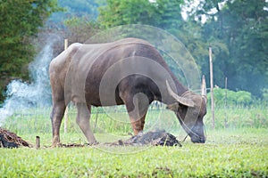 buffalos: animals, mammals, pets, because farmers feed cattle as