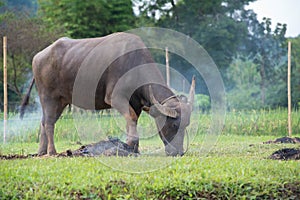 buffalos: animals, mammals, pets, because farmers feed cattle as