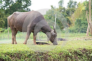 buffalos: animals, mammals, pets, because farmers feed cattle as