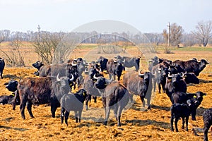 Buffalos, Apajpuszta, Hungary