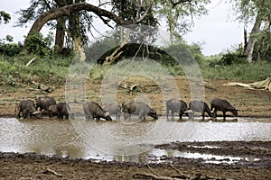 Buffalos drinking at a pan
