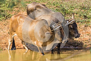 Buffalos drinking water in Vinales, Cuba