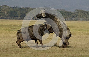 Buffalos fighting