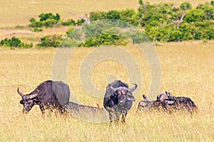 Buffalos at the grass savanna in Africa