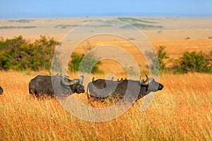 Buffalos in Masai Mara