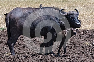 Buffalos, the mother and its baby