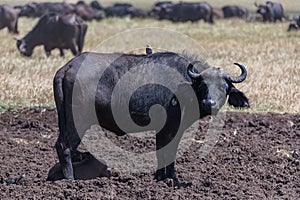 Buffalos, the mother and its baby